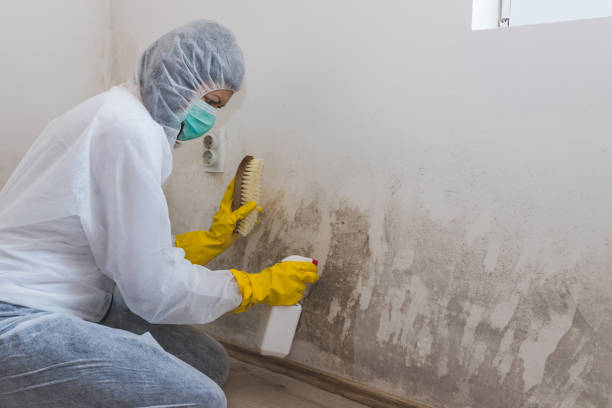 Best Mold Testing and Inspection Services in Sparta, MO