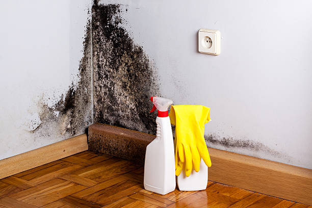 Best Black Mold Remediation in Sparta, MO